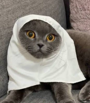 Sister Minnie - Kucing Berhijab Viral